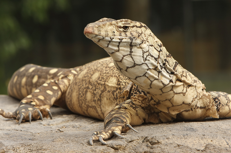Diet Of The Monitor Lizard